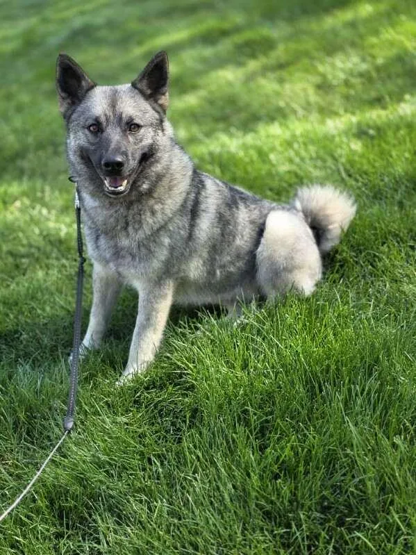 Kera thumbnail 6