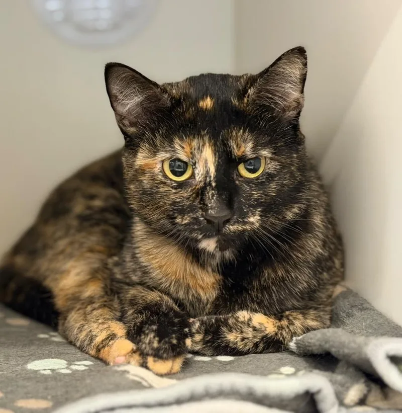 A young medium-sized female Domestic Short Hair cat named Tootsie for adoption in Columbia, IL