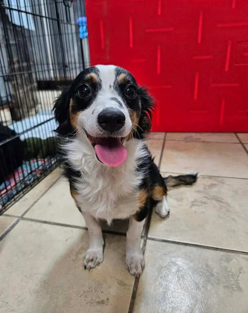 A baby small-sized female Spaniel dog named Ursula for adoption in El Centro, CA