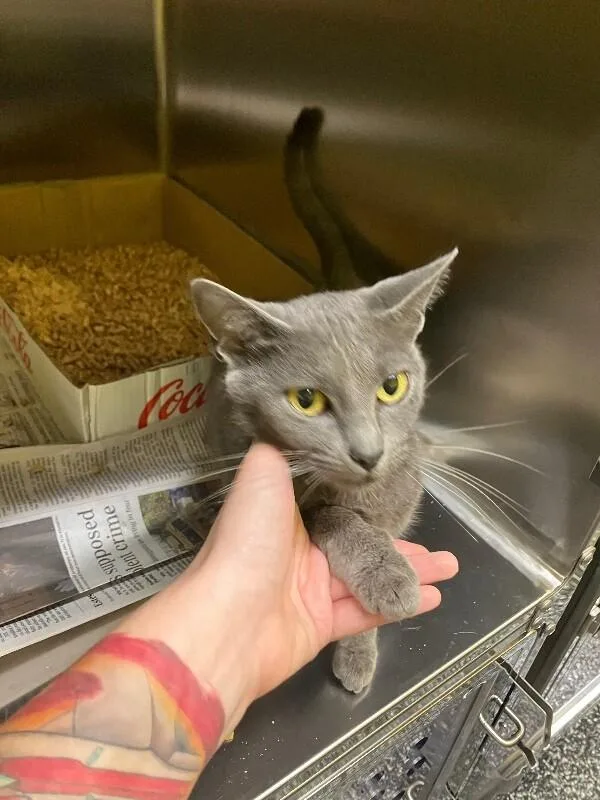An adult medium-sized female Gray / Blue / Silver Domestic Short Hair cat named Mayor of Flavor Town for adoption in Jackson, TN