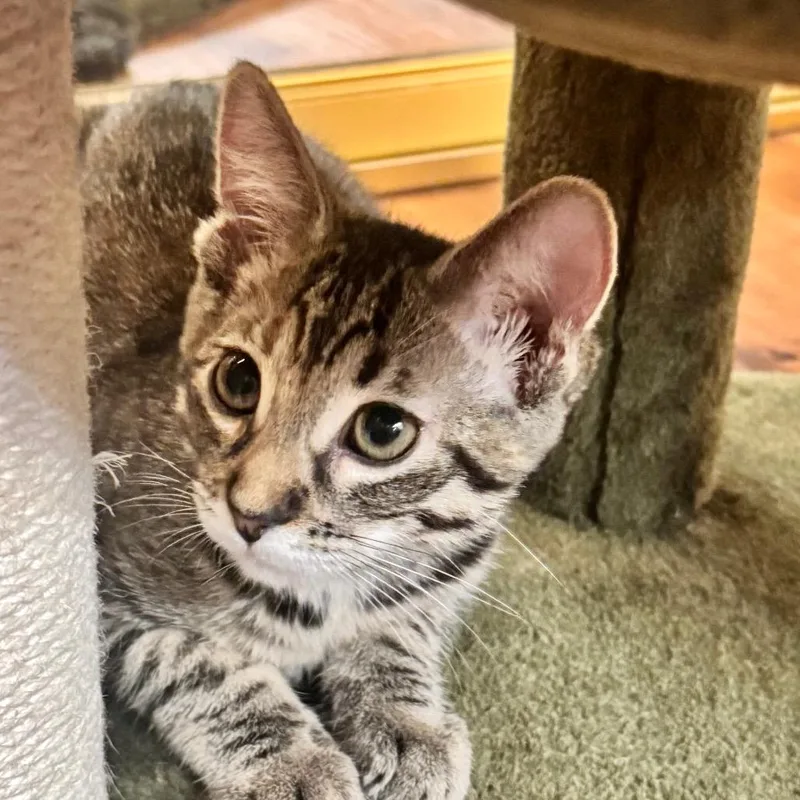 A baby small-sized female Gray / Blue / Silver Domestic Short Hair cat named Ember City of for adoption in Chino Hills, CA