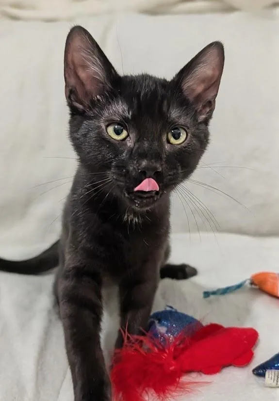 A baby medium-sized male Domestic Short Hair cat named Ellis for adoption in Youngsville, NC