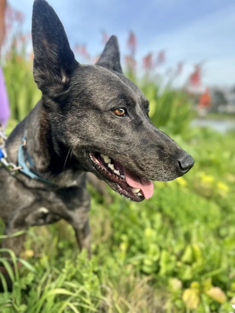 Athena