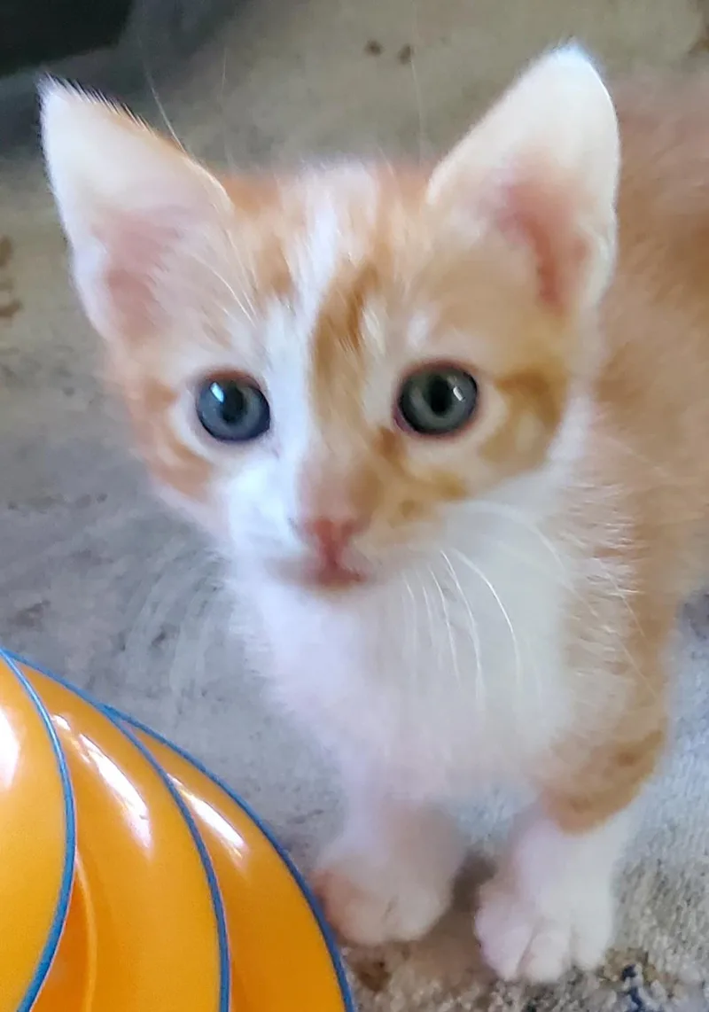 A baby small-sized male Domestic Short Hair cat named Mango for adoption in Carlsbad, CA