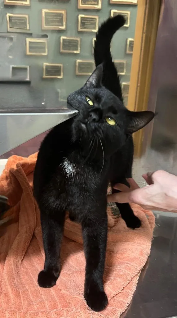 A young medium-sized male Domestic Short Hair cat named Biscuit for adoption in Little Rock, AR