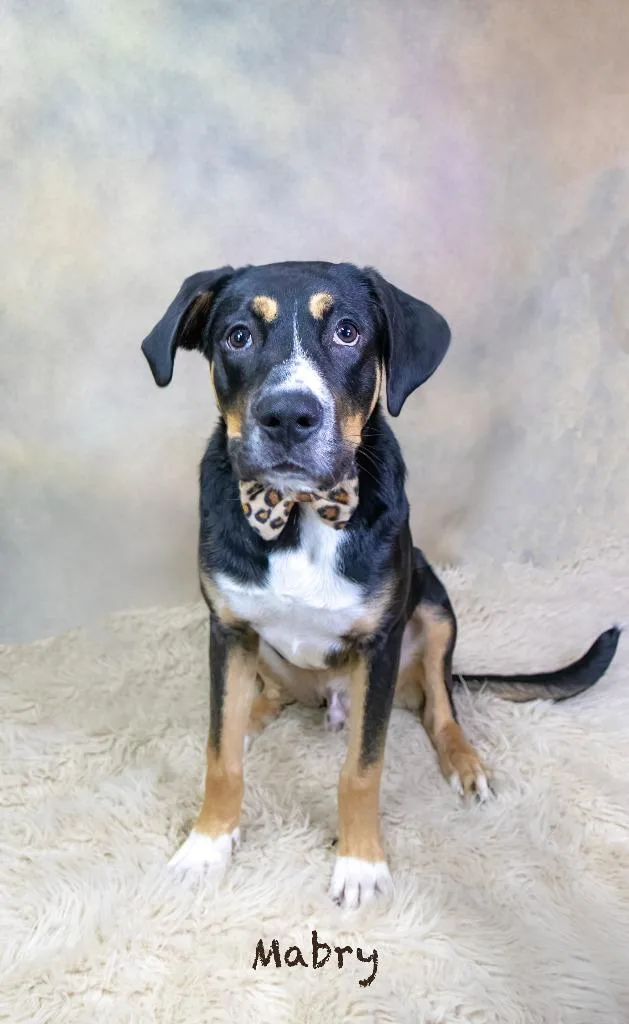 A baby medium-sized male Hound dog named Mabry for adoption in Hot Springs Village, AR
