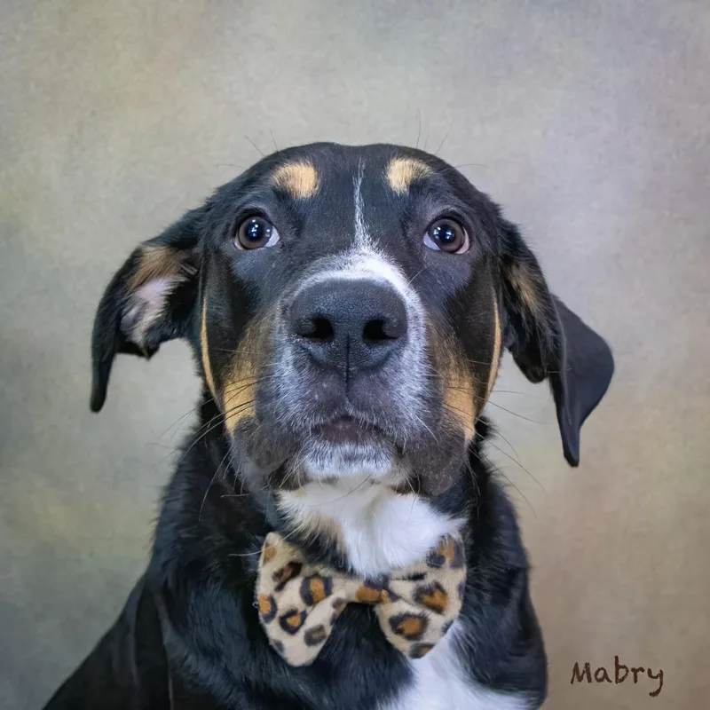 Mabry thumbnail 3
