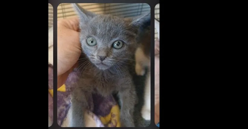 A baby small-sized female Blue Point Russian Blue cat named Gussie for adoption in Thatcher, AZ