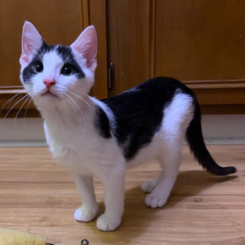 A baby small-sized male Domestic Short Hair cat named Han Solo for adoption in Monroe, MI