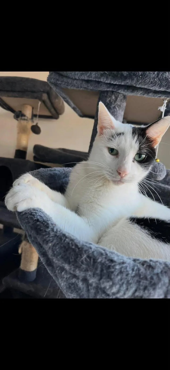 An adult medium-sized male Black & White / Tuxedo Domestic Short Hair cat named Marshmallow for adoption in Egg Harbor City, NJ