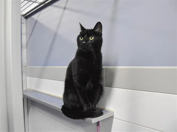 An adult medium-sized male Domestic Short Hair cat named Cinder for adoption in Loveland, CO