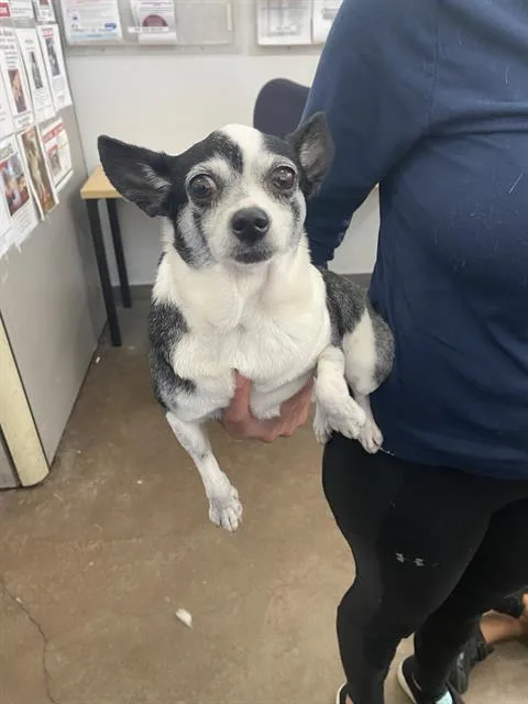 An adult small-sized male Chihuahua dog named Chico for adoption in Dallas, TX