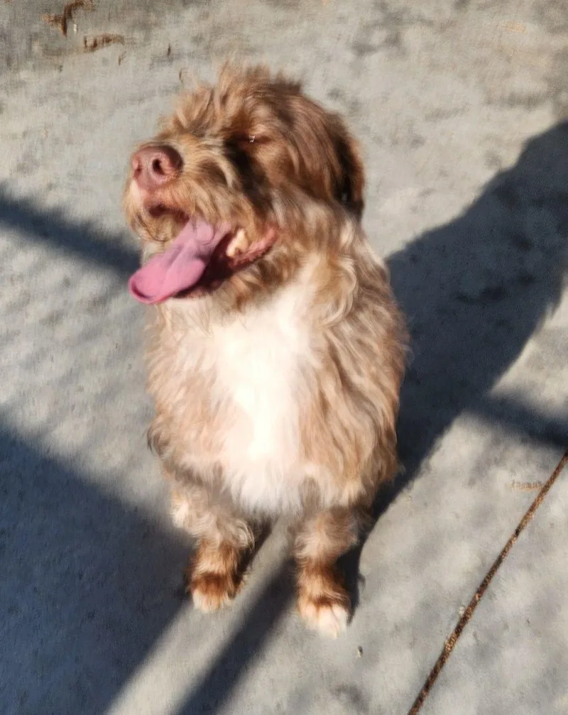 An adult medium-sized female Goldendoodle dog named Midge for adoption in Swansea, MA