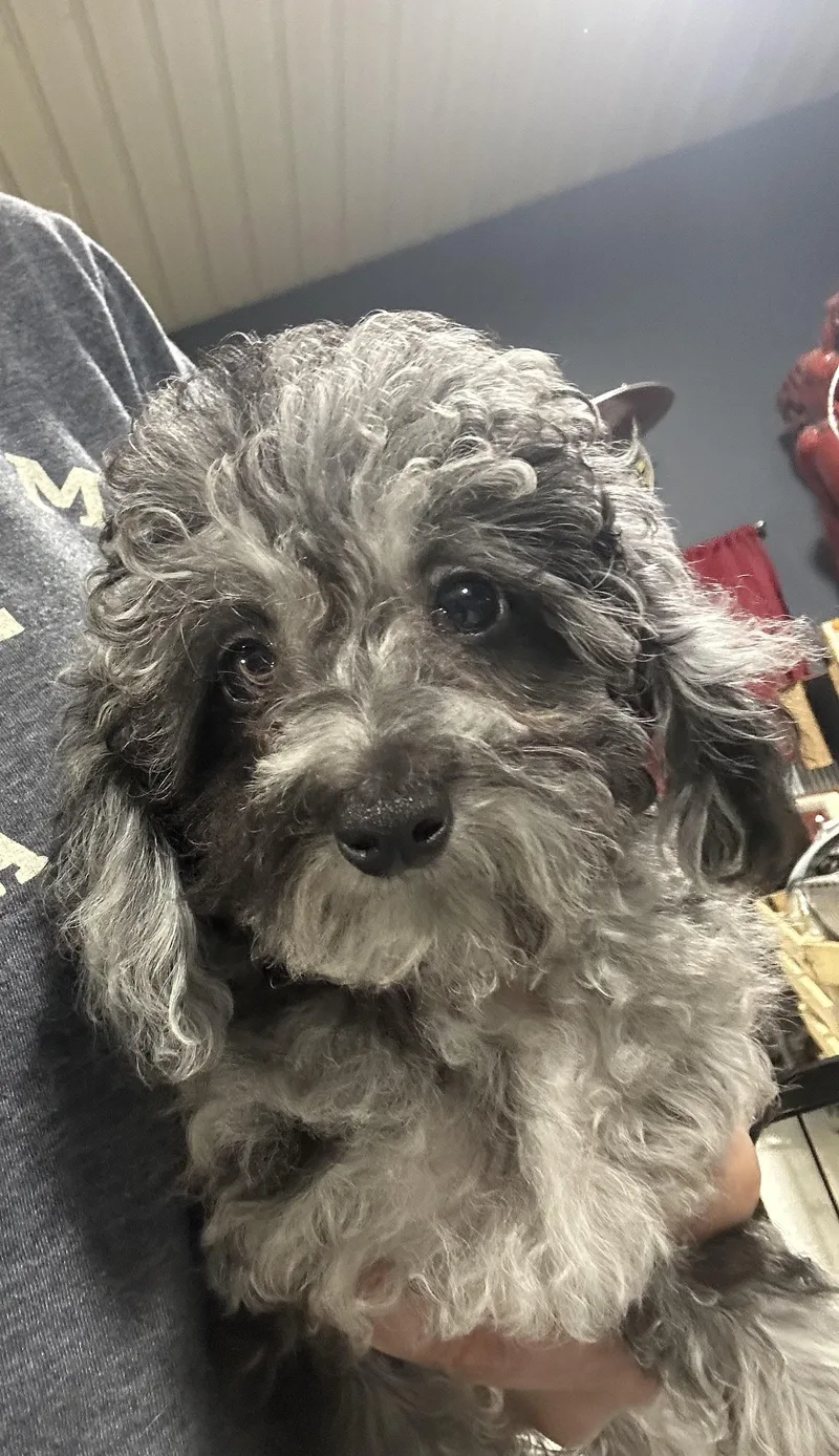 Poppy.  Tiny . thumbnail 2