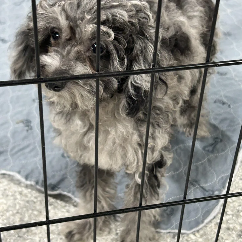 A baby small-sized female Merle (Blue) Poodle (Toy) dog named Poppy.  Tiny . for adoption in Antwerp, OH