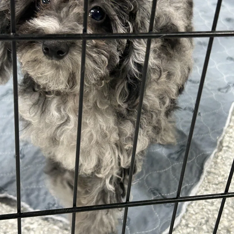 Poppy.  Tiny . thumbnail 3