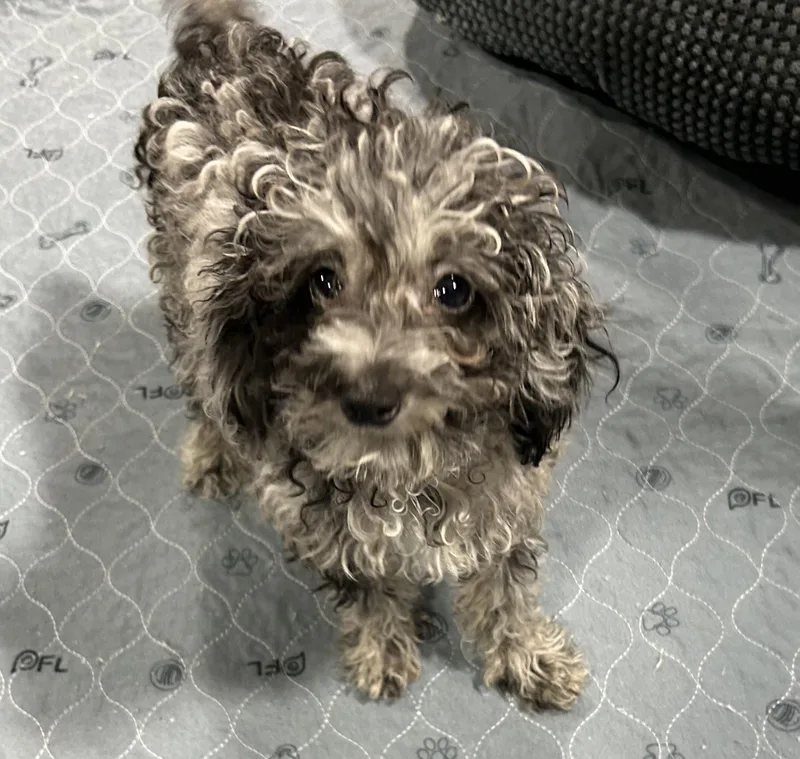 Poppy.  Tiny . thumbnail 4