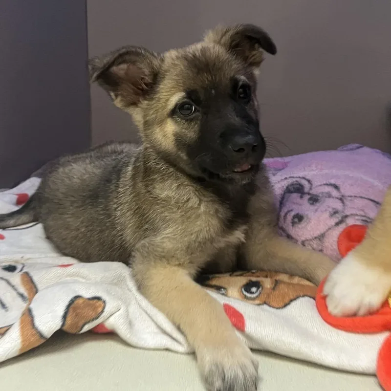 A baby medium-sized female Sable German Shepherd Dog dog named Martinique for adoption in Las Vegas, NV