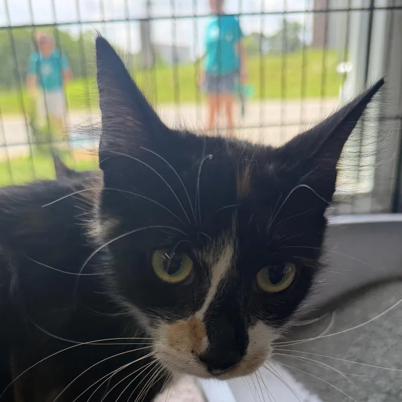 A young medium-sized female Calico Domestic Medium Hair cat named Annie for adoption in Montgomery, AL