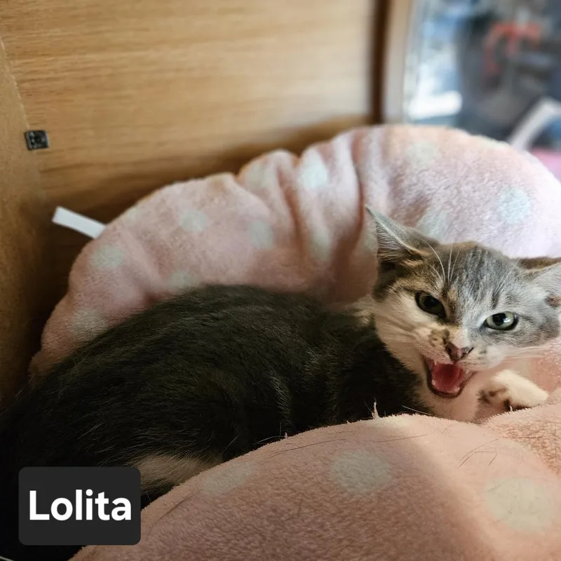 Lolita