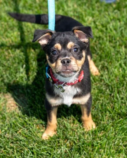 A baby small-sized male Miniature Pinscher dog named Havarti for adoption in Pequot Lakes, MN