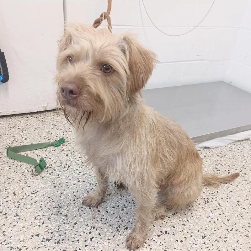 A young medium-sized male Yellow / Tan / Blond / Fawn Wirehaired Terrier dog named Bones for adoption in Hattiesburg, MS