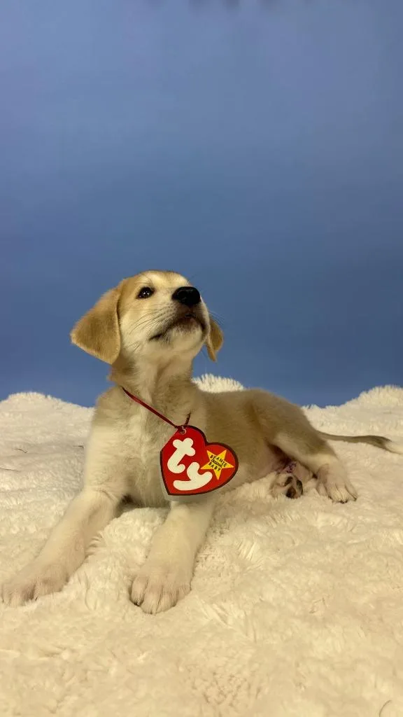 A baby large-sized male Great Pyrenees dog named Spike Rhino for adoption in Phoenix, AZ