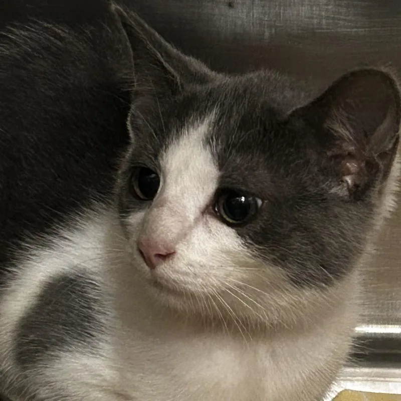 A baby small-sized female Gray / Blue / Silver Domestic Short Hair cat named Garbanzo Bean for adoption in Chattanooga, TN