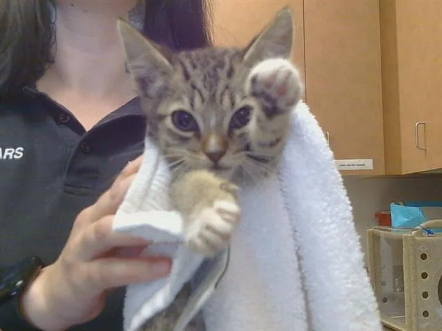 A baby small-sized male Domestic Short Hair cat named Buster for adoption in Sacramento, CA