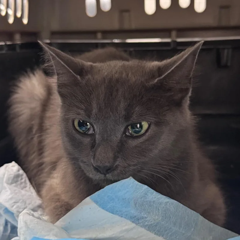 An adult medium-sized female Gray / Blue / Silver Domestic Short Hair cat named Quinn for adoption in Austin, TX