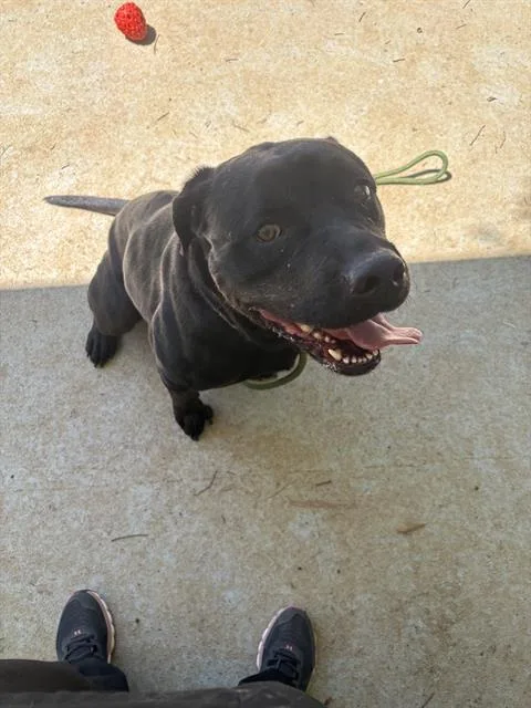 An adult large-sized female Rottweiler dog named Babs for adoption in Charlotte, NC