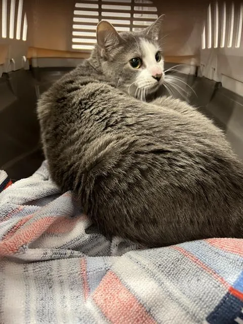 An adult medium-sized female Domestic Short Hair cat named Stella for adoption in Palmetto, FL