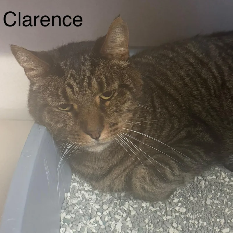 Clarence
