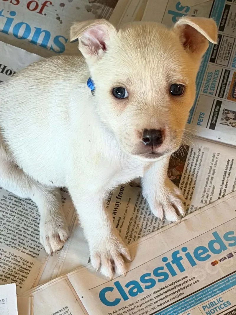 A baby medium-sized male German Shepherd Dog dog named Dunkin for adoption in Indianapolis, IN