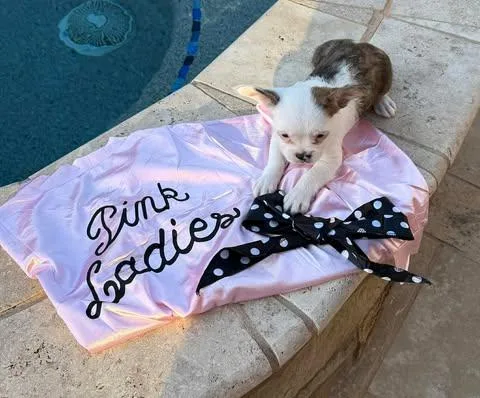Grease Litter  Rizzo thumbnail 2