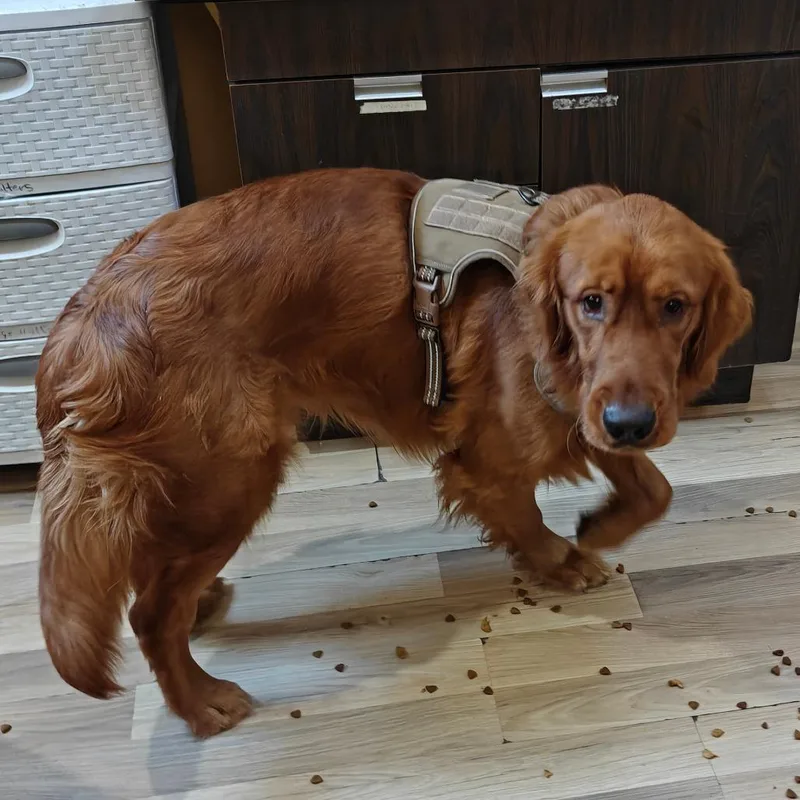 Cooper