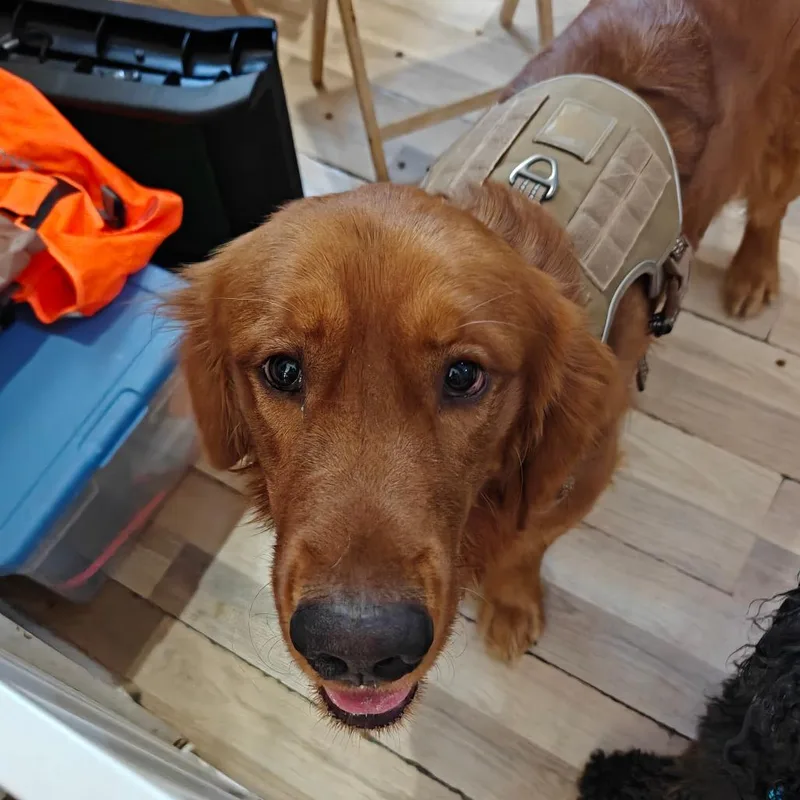 Cooper thumbnail 3