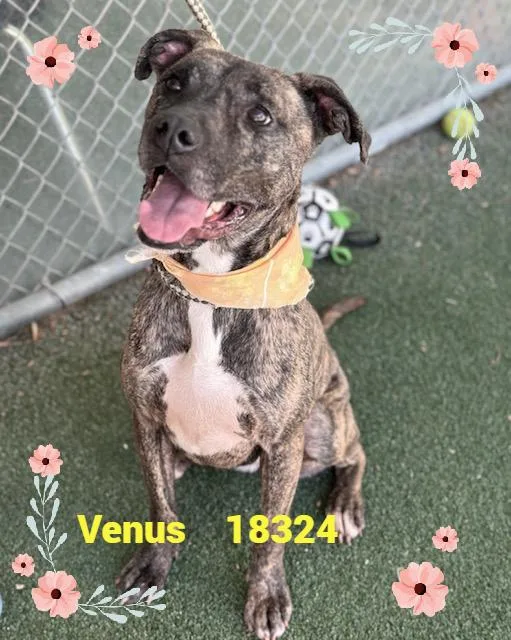 An adult medium-sized female Brindle Pit Bull Terrier dog named Venus for adoption in Marietta, GA