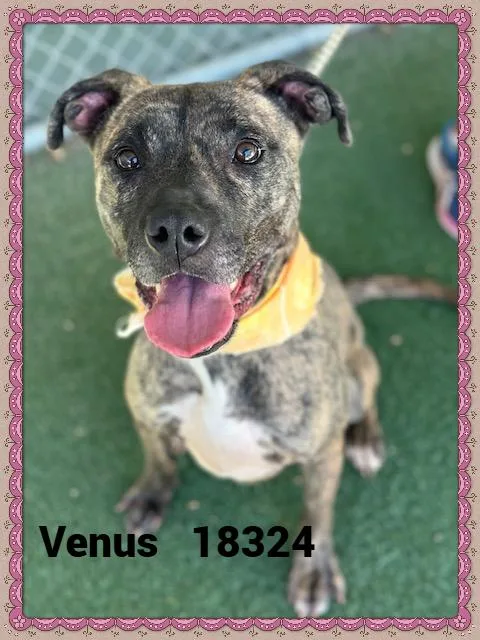 Venus thumbnail 3