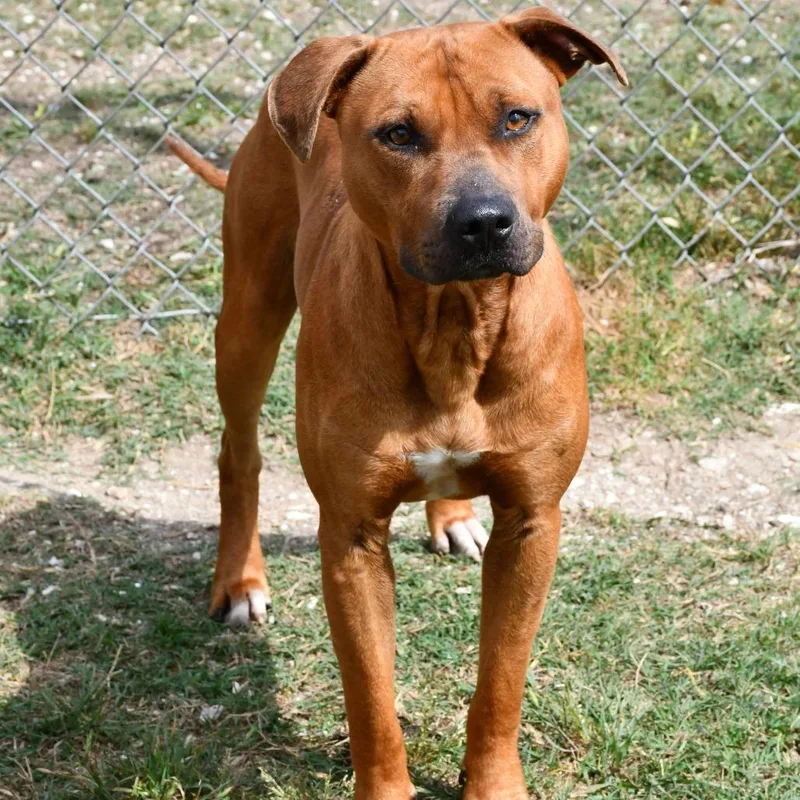 An adult large-sized male Red / Chestnut / Orange Pit Bull Terrier dog named Jett for adoption in Beaumont, TX
