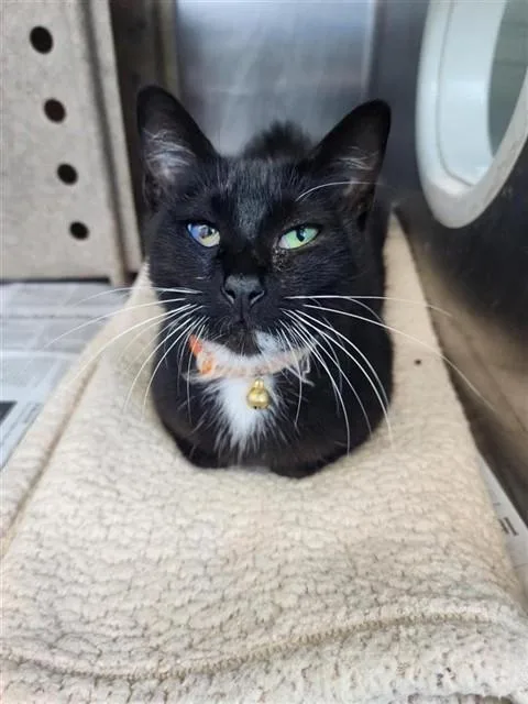 A young small-sized female Domestic Short Hair cat named Florence for adoption in Corpus Christi, TX