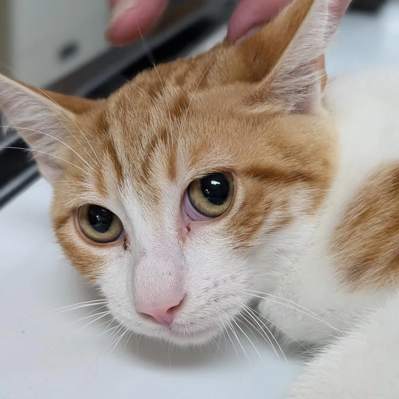 A young medium-sized male Orange / Red Domestic Short Hair cat named Tyson for adoption in Canton, IL
