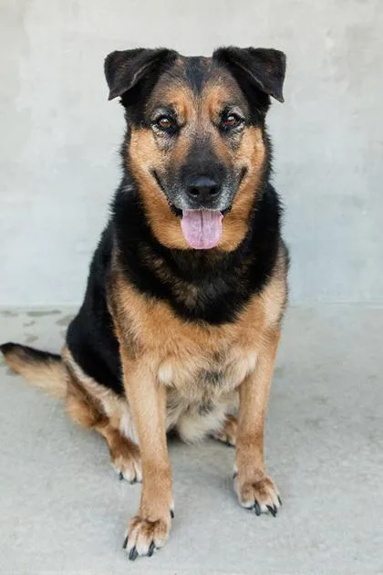 A senior large-sized female Mixed Breed dog named Hera for adoption in Longmont, CO