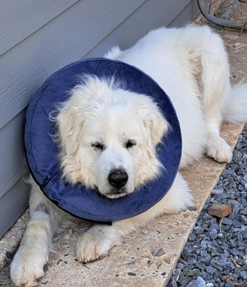 An adult large-sized female Great Pyrenees dog named Stella for adoption in Claremont, NC