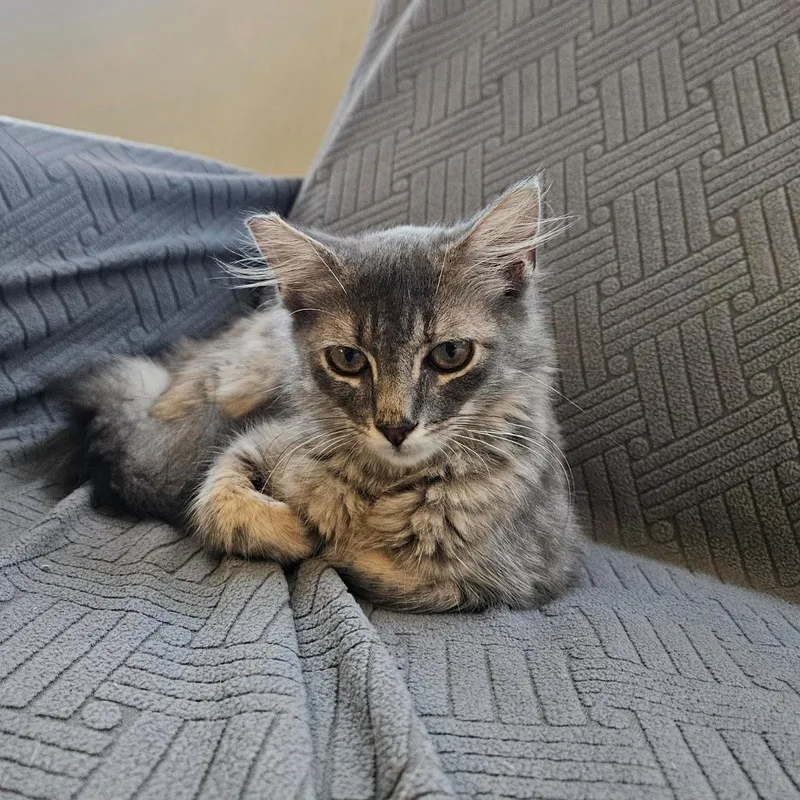 A baby small-sized female Tortoiseshell Domestic Medium Hair cat named Female for adoption in Elverta, CA