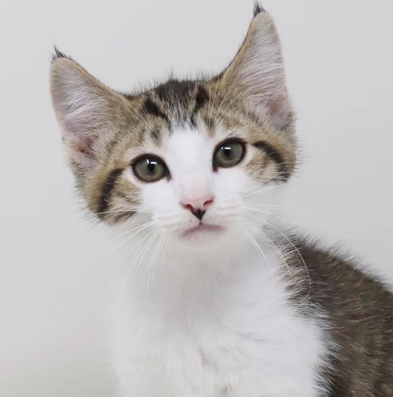 Boomer is our bouncy thumbnail 5