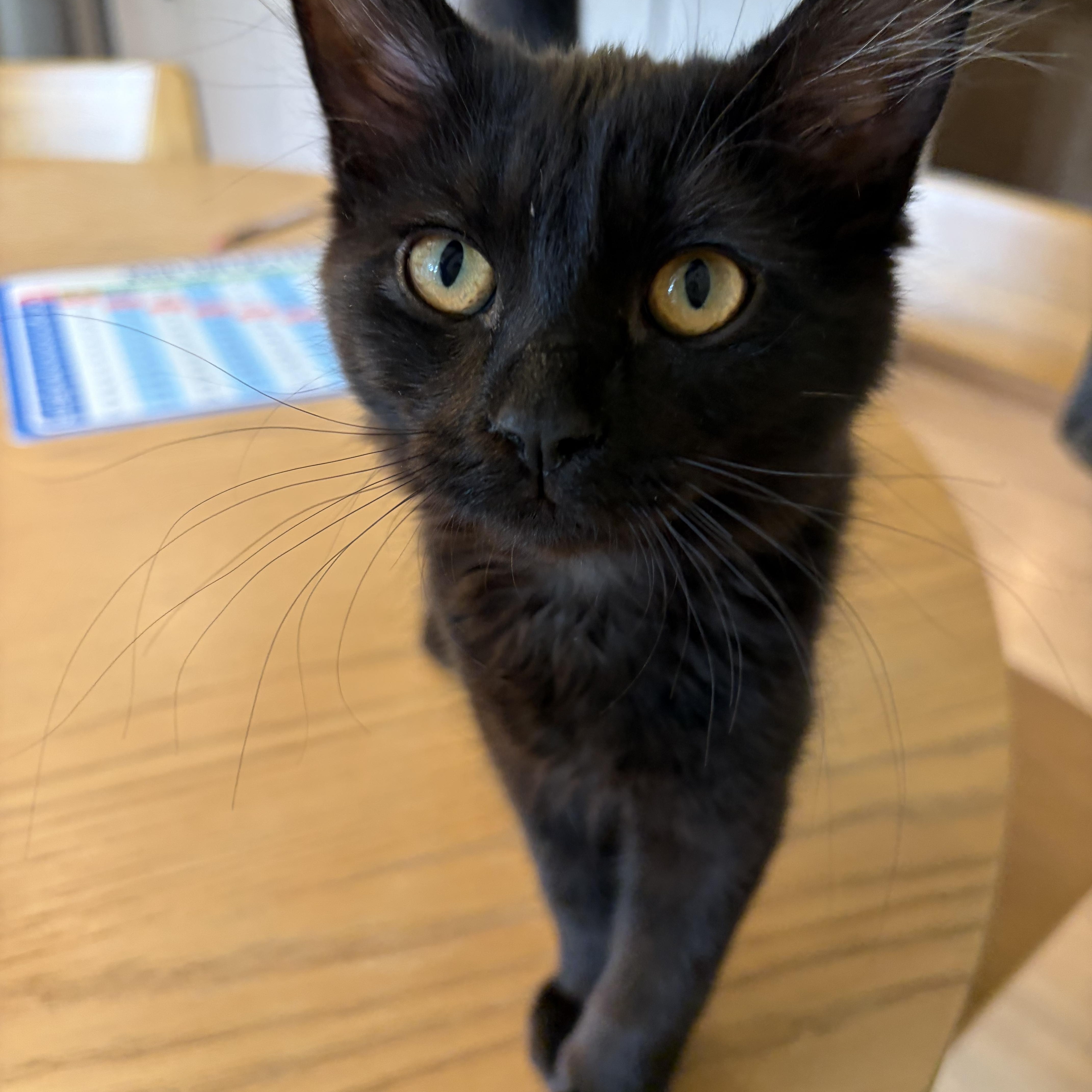 Pepper