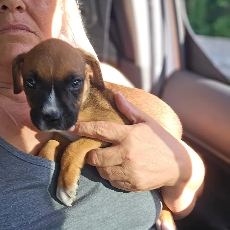 A baby medium-sized male Brown / Chocolate Boxer dog named River for adoption in Hinesville, GA