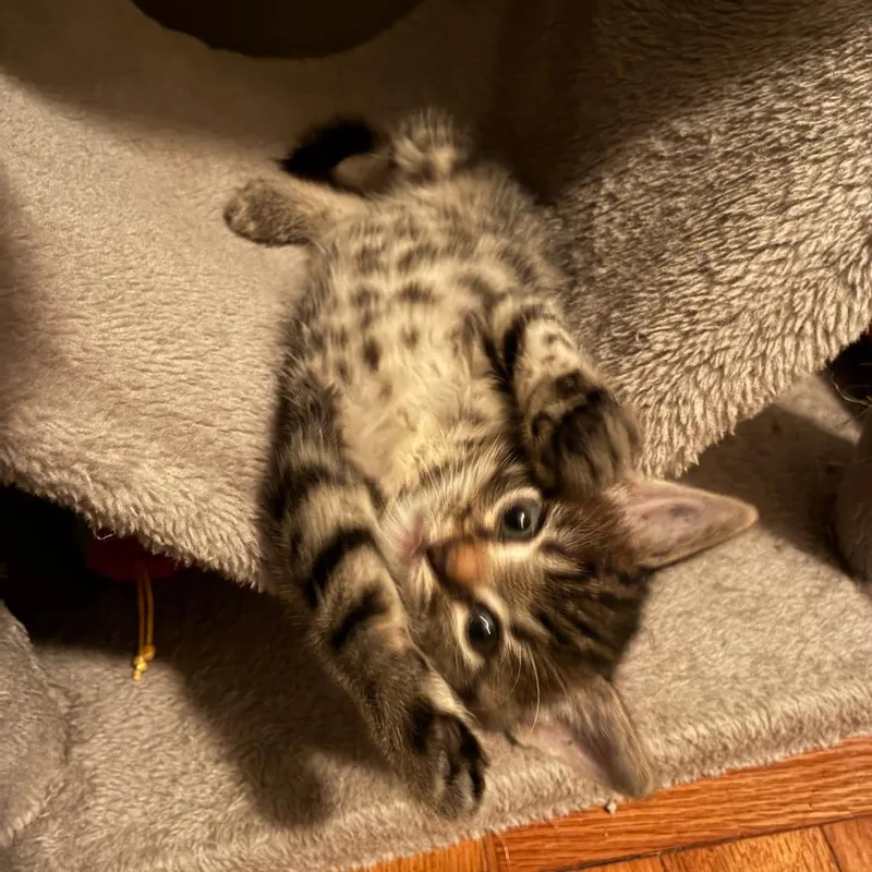 A baby small-sized male Brown / Chocolate Domestic Short Hair cat named Buckeye for adoption in Columbia, MO