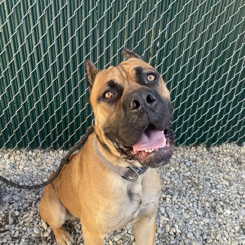 An adult large-sized male Cane Corso dog named Skippy for adoption in Westminster, CA